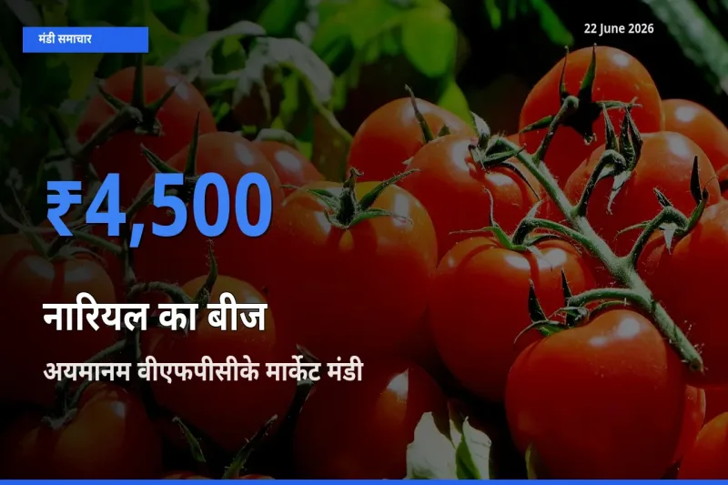 अयमानम वीएफपीसीके मार्केट मंडी में नारियल का बीज ₹4,500 पर पहुँचा – आज का सर्वोच्च भाव