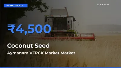 Top Performer! Aymanam VFPCK Market Offers Best Coconut Seed Price Today