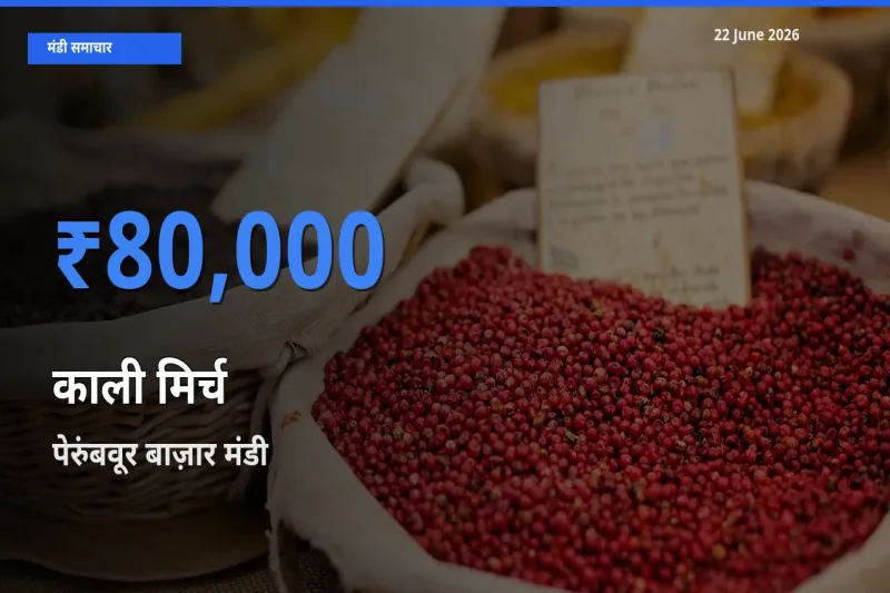 पेरुंबवूर बाज़ार मंडी में काली मिर्च ₹80,000 पर पहुँचा – आज का सर्वोच्च भाव