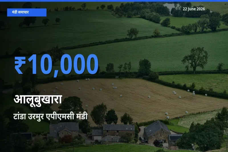 आज आलूबुखारा के सबसे ऊँचे दाम ₹10,000 टांडा उरमुर एपीएमसी मंडी में