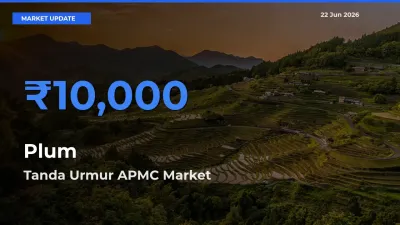 Market Watch: Tanda Urmur APMC Becomes Top Mandi for Plum