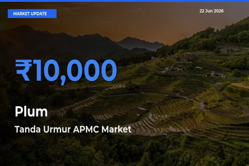 Market Watch: Tanda Urmur APMC Becomes Top Mandi for Plum