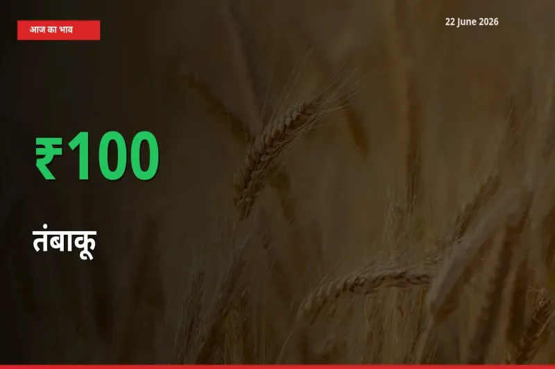 आज का मंडी भाव: तंबाकू के दाम मंडी में 100.47% ऊपर