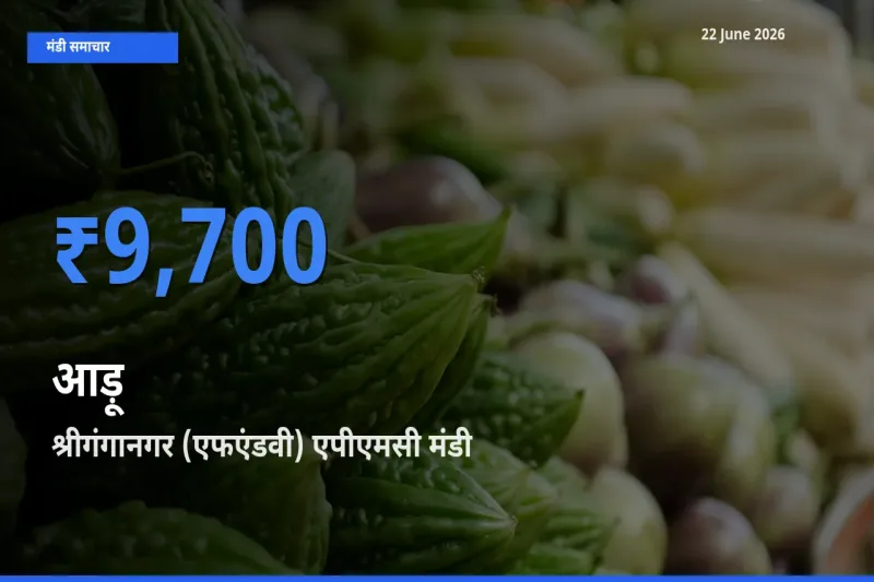 बाज़ार संकेत: श्रीगंगानगर (एफएंडवी) एपीएमसी बना आड़ू के लिए आज की टॉप मंडी