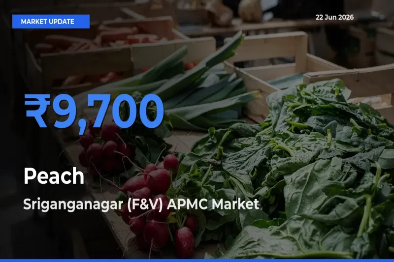 Sriganganagar (F&V) APMC Tops Peach Mandi Rates Today