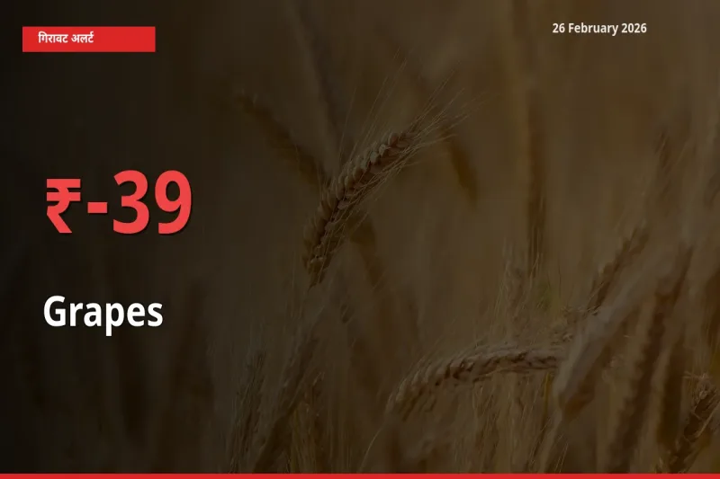 अचानक झटका! मंडी में Grapes के दाम 38.61% टूटे