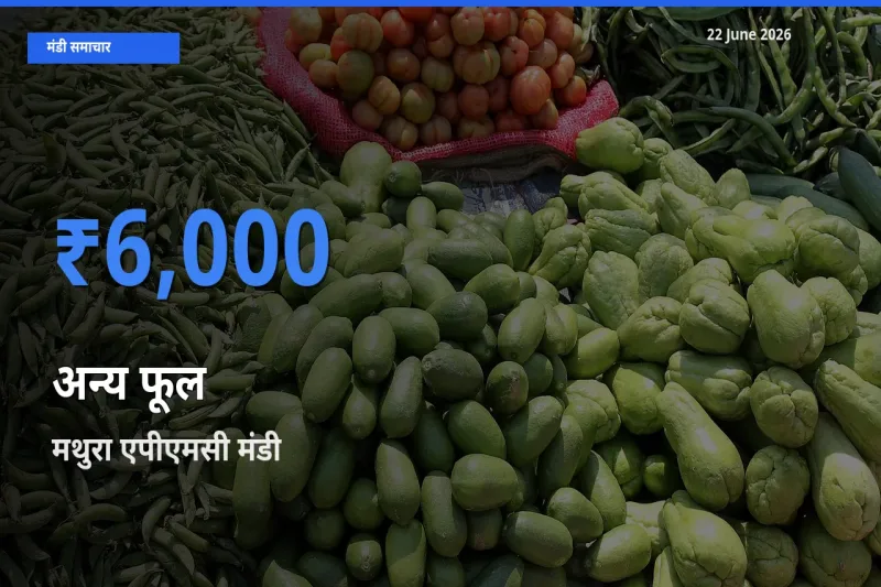आज का मंडी भाव: अन्य फूल के सबसे ज़्यादा दाम मथुरा एपीएमसी में