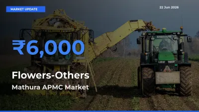 Mathura APMC Offers ₹6,000 – Highest Flowers-Others Rate Today