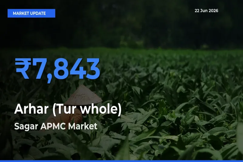 Sagar APMC Records Highest ₹7,843 Rate for Arhar (Tur whole)