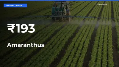 Why Amaranthus Prices Are Moving Across Multiple Mandis Today