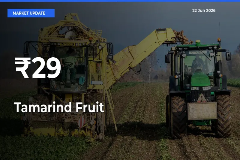 Tamarind Fruit Mandi Prices Move in Sync Across Major Markets Today