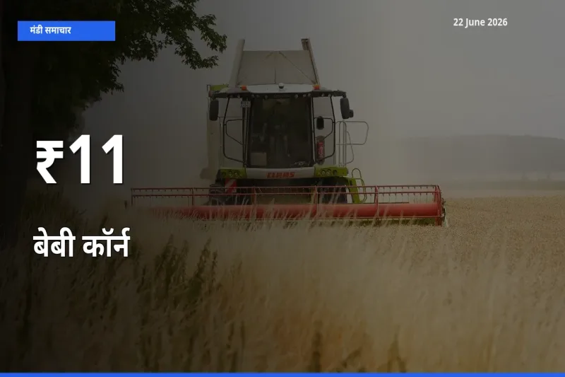 बाज़ार संकेत: बेबी कॉर्न के भाव कई मंडियों में समान रुझान दिखा रहे