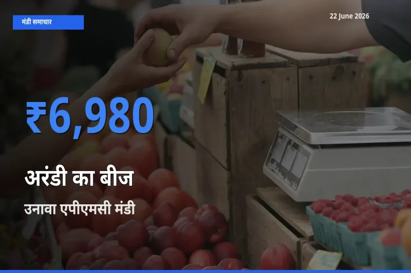 उनावा एपीएमसी मंडी में अरंडी का बीज ₹6,980 पर पहुँचा – आज का सर्वोच्च भाव