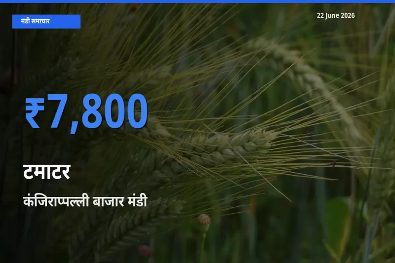 कंजिराप्पल्ली बाजार मंडी में टमाटर ₹7,800 पर पहुँचा – आज का सर्वोच्च भाव