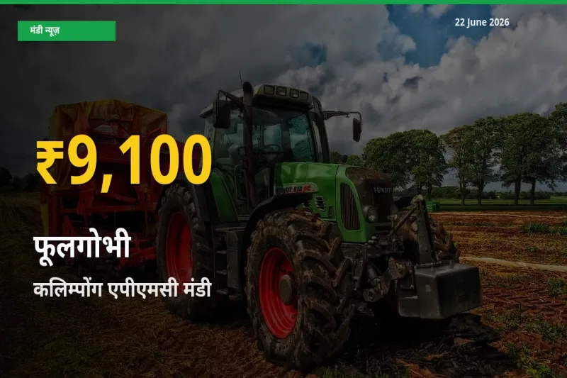 कलिम्पोंग एपीएमसी में फूलगोभी ₹9,100 पर पहुँचा – अब तक का उच्चतम भाव