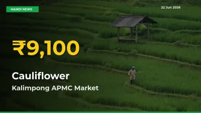 Cauliflower Price Hits New High in Kalimpong APMC Today – Check Latest Mandi Rates