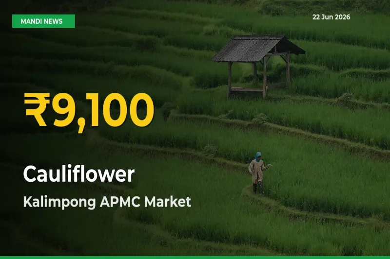 Cauliflower Price Hits New High in Kalimpong APMC Today – Check Latest Mandi Rates