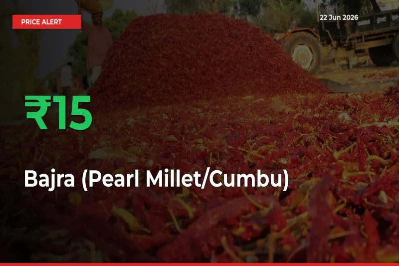 Sharp Jump! Bajra (Pearl Millet/Cumbu) Prices Climb 15.28% in 24 Hours at Key Mandis