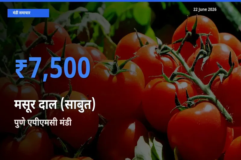 आज मसूर दाल (साबुत) के सबसे ज़्यादा दाम पुणे एपीएमसी मंडी में दर्ज