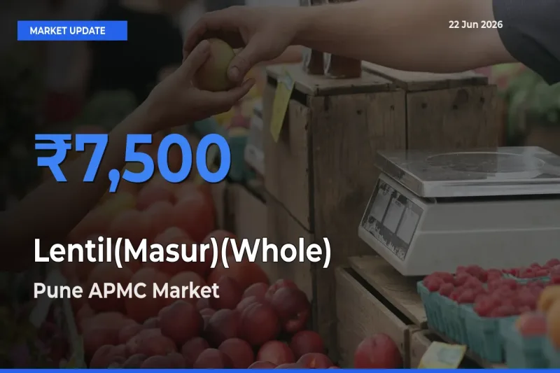 Pune APMC Emerges as Top Mandi for Lentil(Masur)(Whole) Prices Today