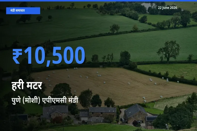 आज हरी मटर के सबसे ज़्यादा दाम पुणे (मोशी) एपीएमसी मंडी में दर्ज