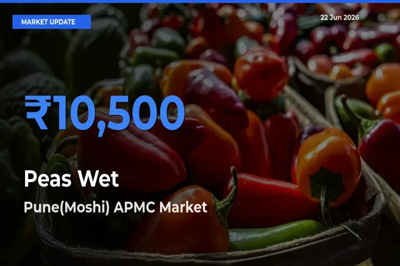 Pune(Moshi) APMC Offers ₹10,500 – Highest Peas Wet Rate Today