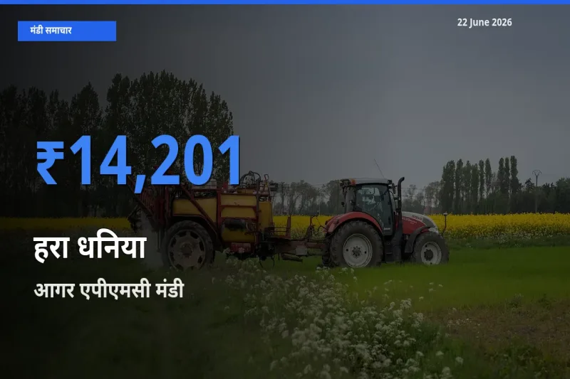 किसानों की पसंद बना आगर एपीएमसी, हरा धनिया के सबसे अच्छे दाम