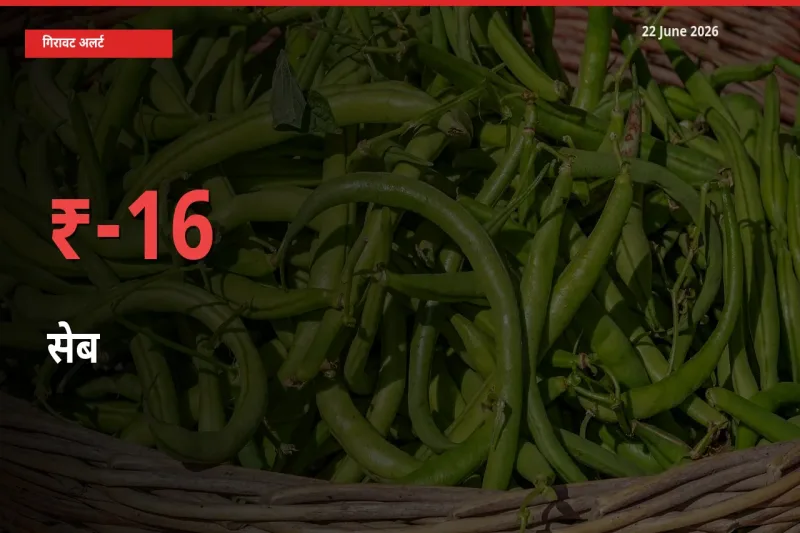 आज का मंडी भाव: सेब के दाम मंडी में 15.51% नीचे