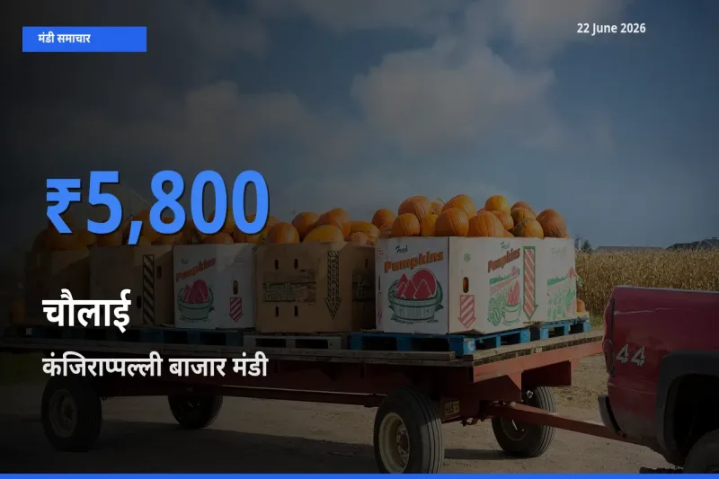 कंजिराप्पल्ली बाजार मंडी में चौलाई ₹5,800 पर पहुँचा – आज का सर्वोच्च भाव