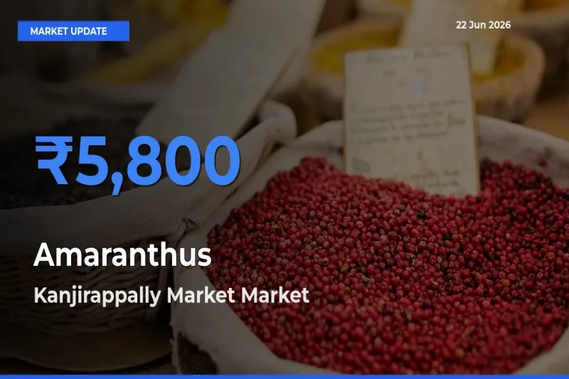 Amaranthus Mandi Rate Today: Kanjirappally Market Tops the List