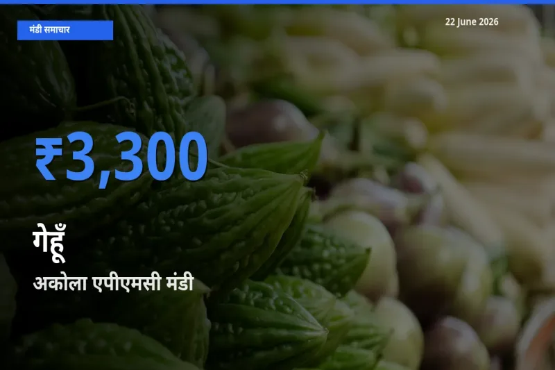 आज का मंडी भाव: गेहूँ के सबसे ज़्यादा दाम अकोला एपीएमसी में
