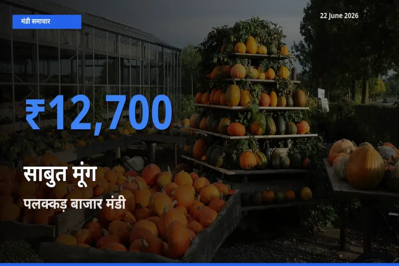 पलक्कड़ बाजार मंडी में साबुत मूंग ₹12,700 पर पहुँचा – आज का सर्वोच्च भाव