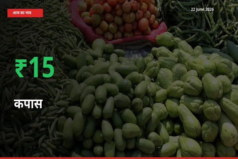 आज का मंडी भाव: कपास के दाम मंडी में 15.09% ऊपर