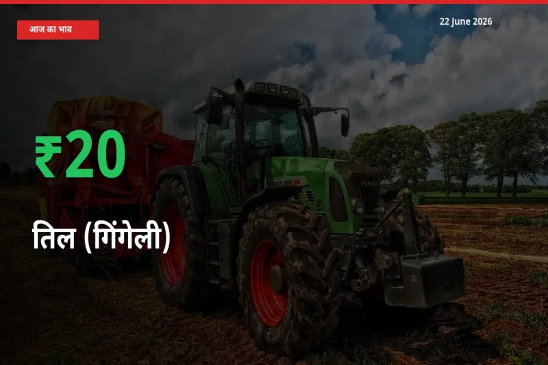 बाज़ार संकेत: तिल (गिंगेली) के भाव मंडी में 20.45% ऊपर