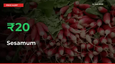 Sesamum Prices Rise 20.45% in a Day at Major Mandis