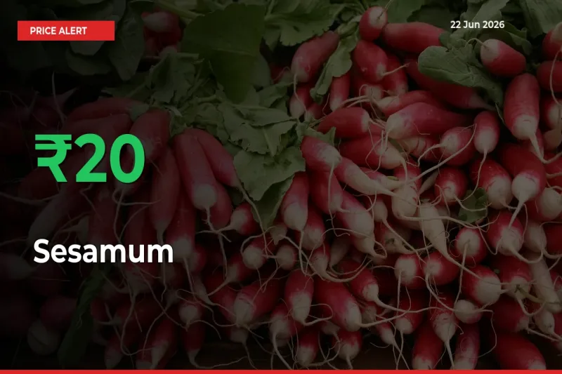 Sesamum Prices Rise 20.45% in a Day at Major Mandis