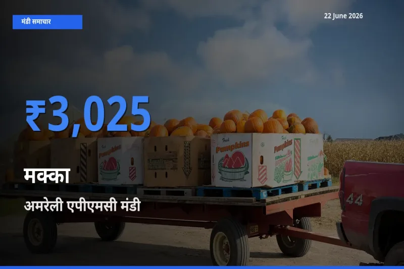 किसानों की पसंद बना अमरेली एपीएमसी, मक्का के सबसे अच्छे दाम