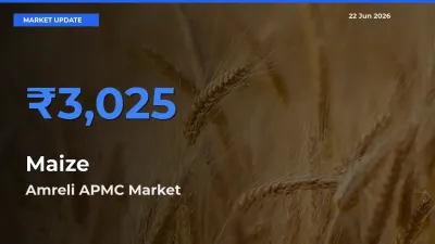 Maize Mandi Rate Today: Amreli APMC Tops the List