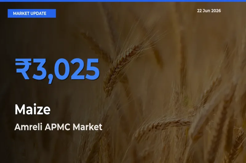 Maize Mandi Rate Today: Amreli APMC Tops the List