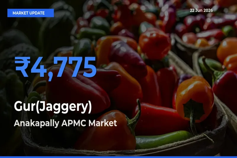 Anakapally APMC Offers ₹4,775 – Highest Gur(Jaggery) Rate Today