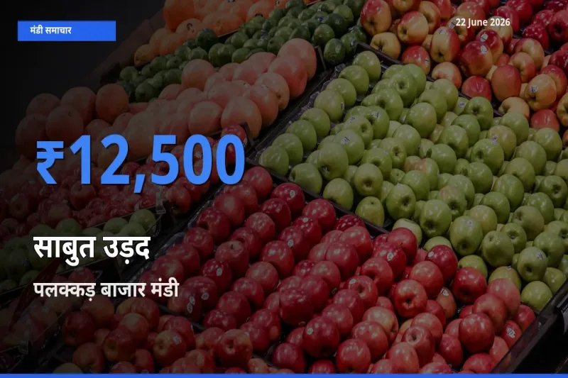 टॉप मंडी बना पलक्कड़ बाजार! साबुत उड़द के सबसे ऊँचे दाम यहीं दर्ज