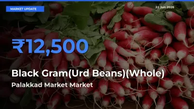 Palakkad Market Leads as Top Mandi for Black Gram(Urd Beans)(Whole) Prices