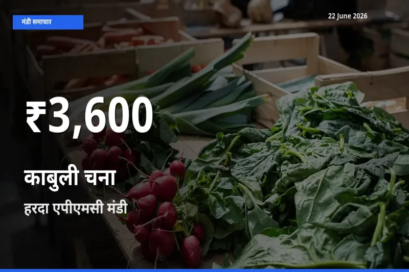 आज का मंडी भाव: हरदा एपीएमसी में काबुली चना 30 दिन के सबसे कम स्तर पर