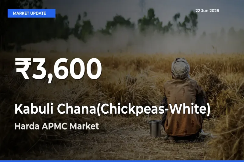 Big Drop! Kabuli Chana(Chickpeas-White) Slides to 30-Day Low at Harda APMC