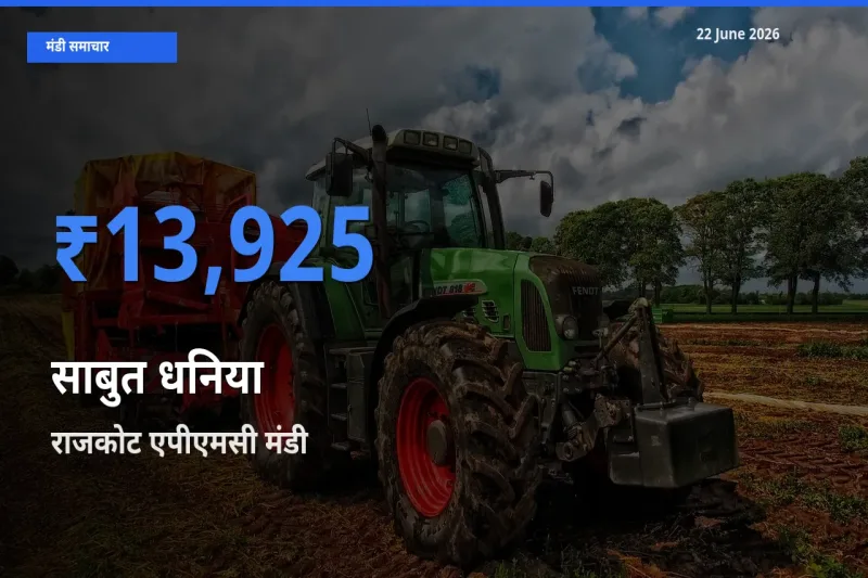 आज का मंडी भाव: साबुत धनिया के सबसे ज़्यादा दाम राजकोट एपीएमसी में