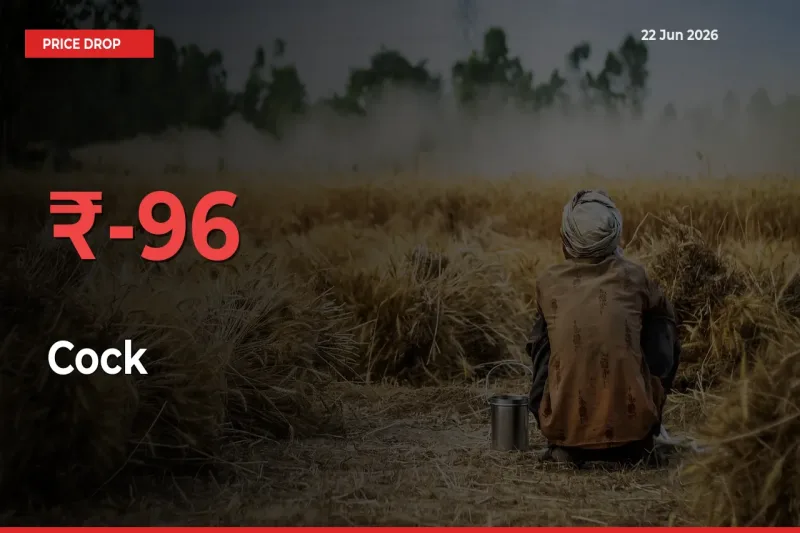 Cock Prices Drop 95.87% – June 22 Market Update from Mandis