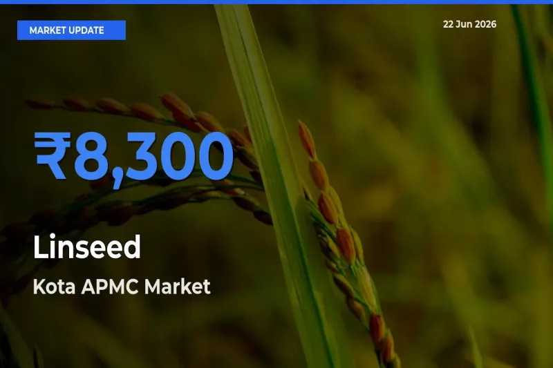 Top Performer! Kota APMC Offers Best Linseed Price Today