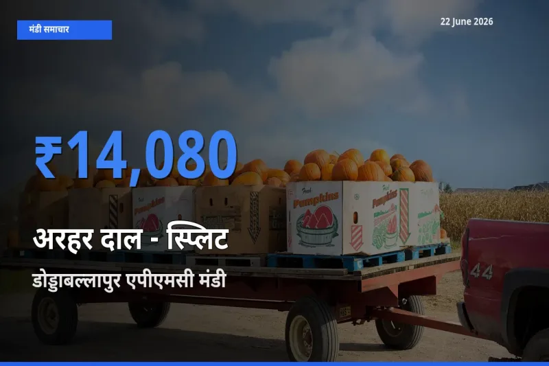 बाज़ार संकेत: डोड्डाबल्लापुर एपीएमसी बना अरहर दाल - स्प्लिट के लिए आज की टॉप मंडी