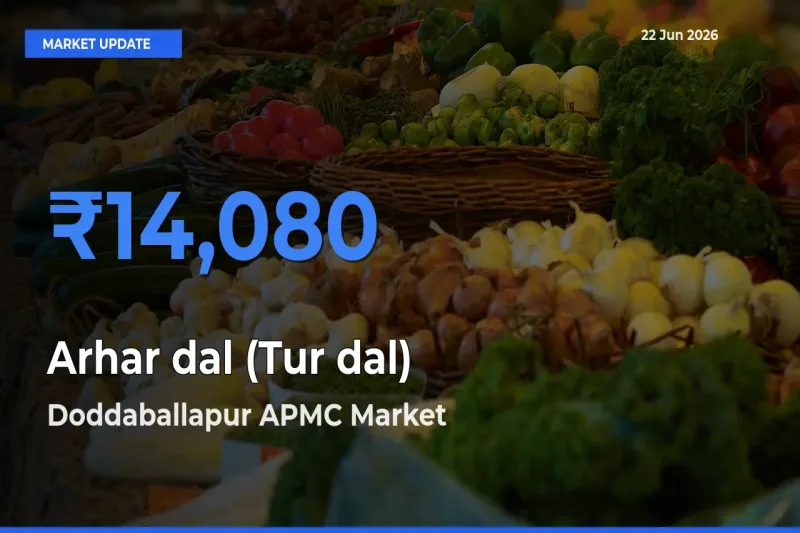 Doddaballapur APMC Tops Arhar dal (Tur dal) Mandi Rates Today