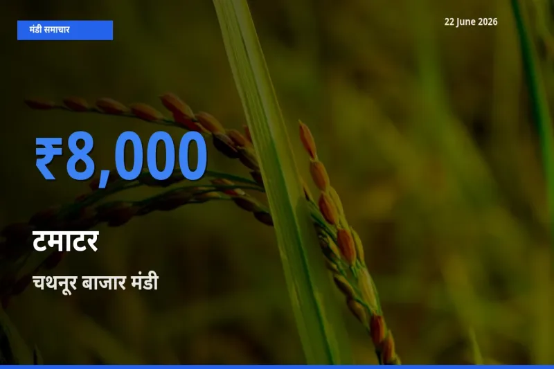 आज का मंडी भाव: टमाटर के सबसे ज़्यादा दाम चथनूर बाजार में